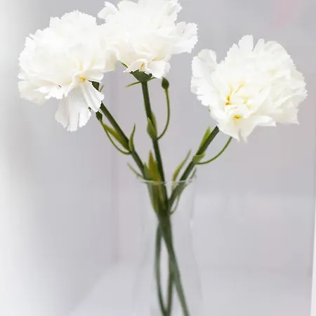 Prince Studio By Renters Appartement *